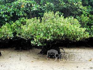 東寨港自然保護区 海南島